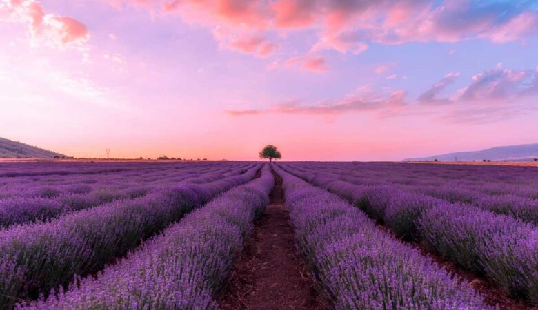 cheiros de natureza